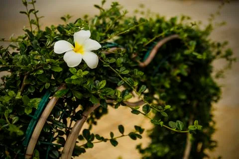 Decorative hedge Stock Photos