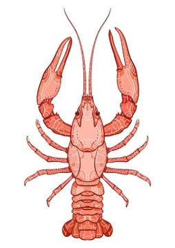Decorative isolated crayfish Stock Illustration