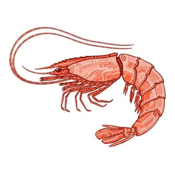 Decorative isolated shrimp Stock Illustration