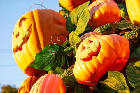 Decorative Jack-O’-Lantern Pumpkins with Leaves in Bright Sunlight Stock Photos