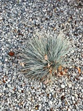 Decorative landscaping vegetation Stock Photos