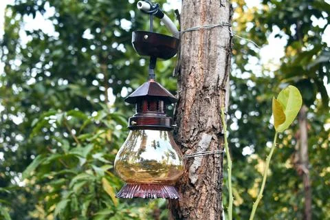 Decorative lantern hang on a tree in a resort surrounded by trees Stock Photos