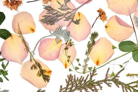 A decorative layout of pressed pink flower petals and assorted green leaves o Stock Photos