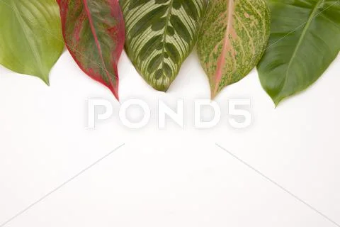Decorative Leaves Aligned Top With Copy-space Stock Photos