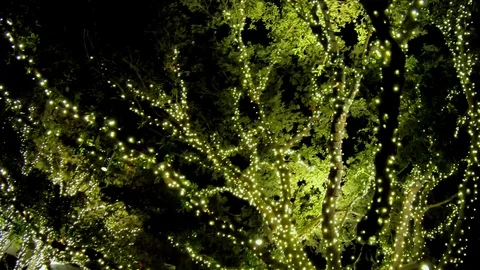 Decorative Lights adorn the trees along the walkway lighting the path Stock Footage 100054024