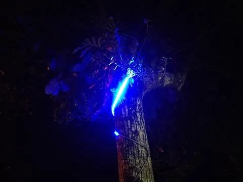 Decorative lights on the tree. Фото