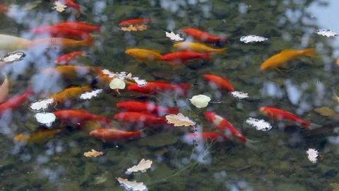 Decorative live fish in pond Video stock 232409835