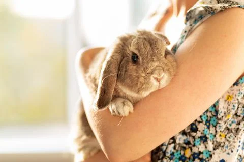 Decorative lop-eared gray rabbit sitting on the hands of a woman. Concept of  Stock Photos