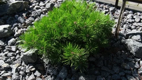 A decorative low-growing pine tree called "Low Glow" in a flowerbed mulched with Stock Footage 317679737