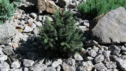 A decorative low-growing Serbian spruce Karel, Picea omorika Karel in a Stock Footage 317743046