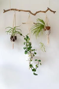 Decorative macrame plant hanger with cotton yarn, decorating the interior of Stock Photos