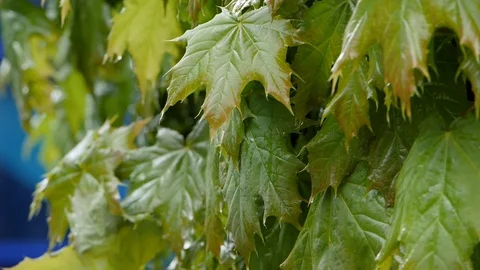 Decorative maple leaves after the rain. Stock Footage 108936037