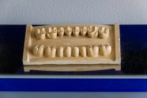 Decorative model of teeth in dentistry for interior Stock Photos
