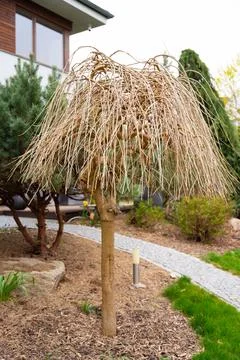 Decorative mulberry tree without leaves in spring April Prague. Morus alba Stock Photos