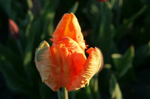 Decorative multicolored tulip Stock Photos