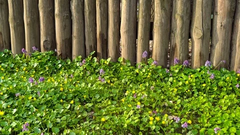 Decorative natural background under the fence Stock Footage 332018376