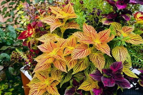 Decorative nettle Stock Photos