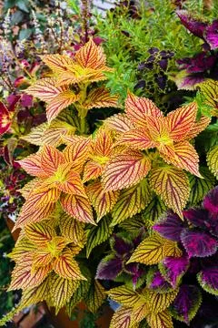 Decorative nettle Stock Photos