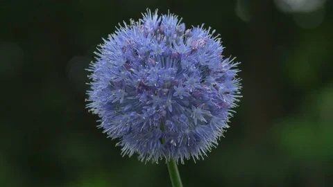 Decorative onion. Swaying in the wind 스톡 동영상 77867447