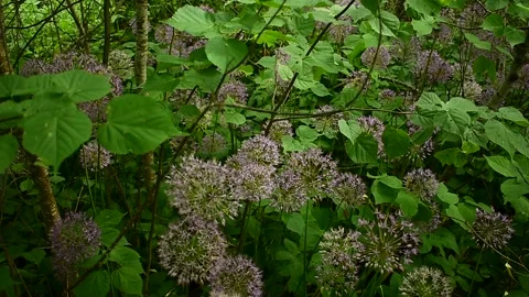 Decorative onions among the trees Stock Footage 138493768