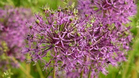 Decorative onions close-up Stock Footage 138644168