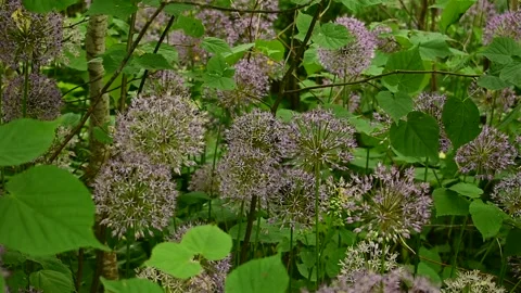 Decorative onions, medium shot Stock Footage 138493767