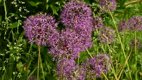 Decorative onions in the wind Stock Footage 138644224