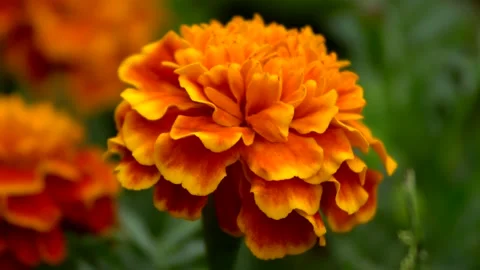 Decorative orange flower Stock Footage 137661227