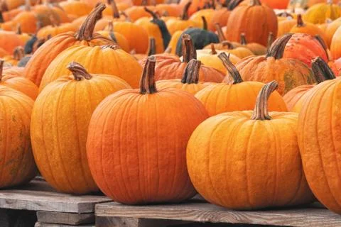 Decorative orange pumpkins on display at the farmers market in Sweden. Orange Stock Photos
