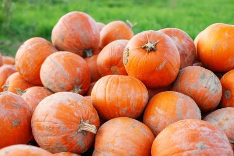 Decorative orange pumpkins Foto stock