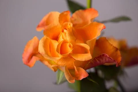 Decorative orange rose Stock-Fotos