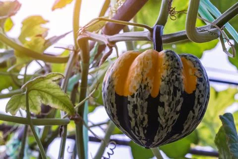 Decorative ornamental gourd with a unique two toned pattern of vibrant oran.. Stock Photos