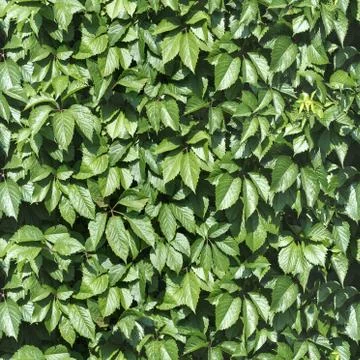 Decorative ornamental seamless spring pattern. Endless elegant texture with Stock Photos