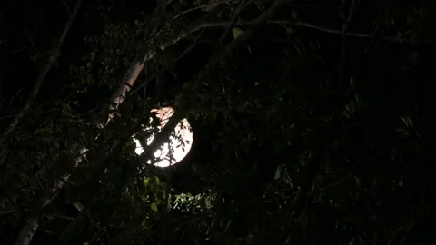 Decorative outdoor light hanging on the tree at night time Stock-Footage 141297413