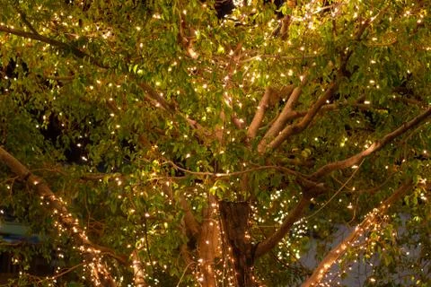 Decorative outdoor string lights hanging on tree in the garden at night time Stock Photos