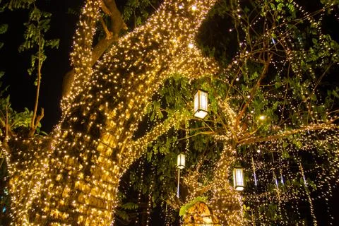 Decorative outdoor string lights hanging on tree in the garden Photos
