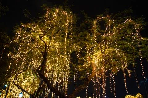 Decorative outdoor string lights hanging on tree in the garden Stock-Fotos