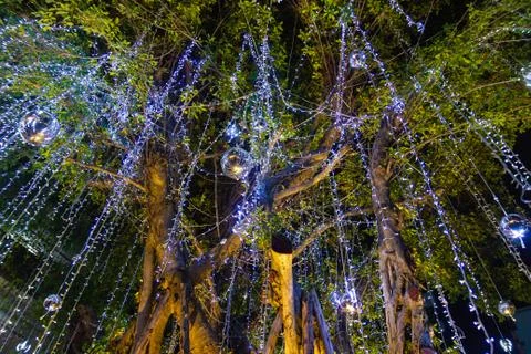 Decorative outdoor string lights hanging on tree in the garden at night time 库存照片