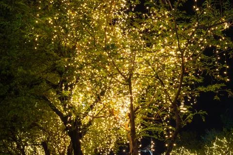 Decorative outdoor string lights hanging on tree in the garden at night time Photos