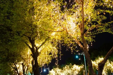 Decorative outdoor string lights hanging on tree in the garden at night time Photos