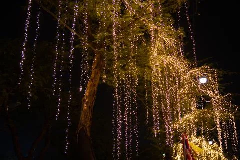 Decorative outdoor string lights hanging on tree in the garden Photos