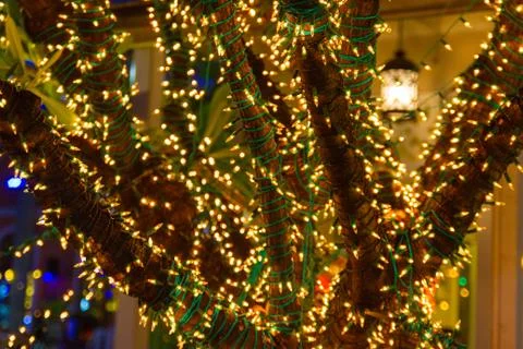 Decorative outdoor string lights hanging on tree in the garden at night time Photos