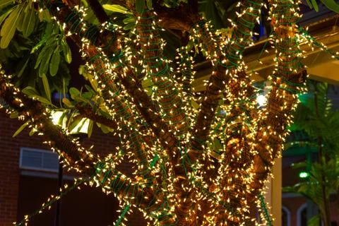 Decorative outdoor string lights hanging on tree in the garden at night time 스톡 사진