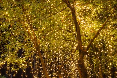 Decorative outdoor string lights hanging on tree in the garden at night time Stock Photos
