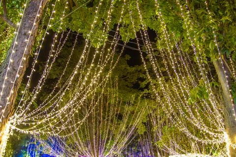 Decorative outdoor string lights hanging on tree in the garden at night time 스톡 사진