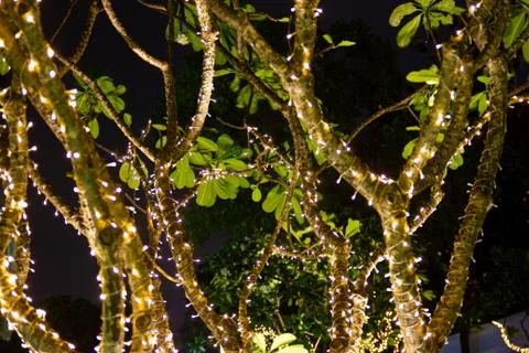 Decorative outdoor string lights hanging on tree in the garden at night time 스톡 사진