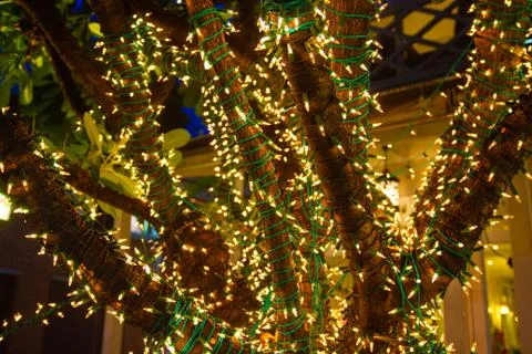 Decorative outdoor string lights hanging on tree in the garden at night time 스톡 사진