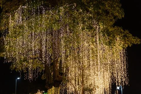 Decorative outdoor string lights hanging on tree in the garden at night time Photos
