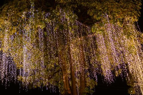 Decorative outdoor string lights hanging on tree in the garden at night time Stock Photos