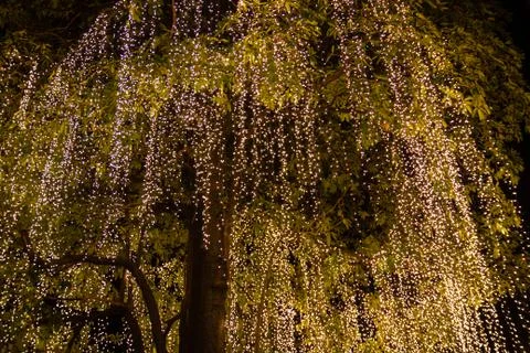 Decorative outdoor string lights hanging on tree in the garden at night time Photos